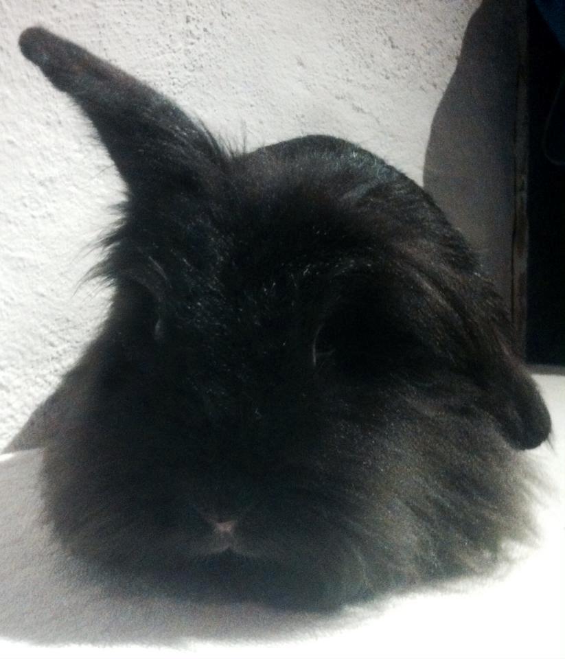 Kanin Ninka(ninu) billede 3