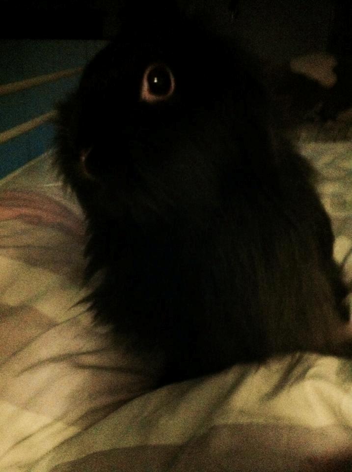 Kanin Ninka(ninu) billede 4