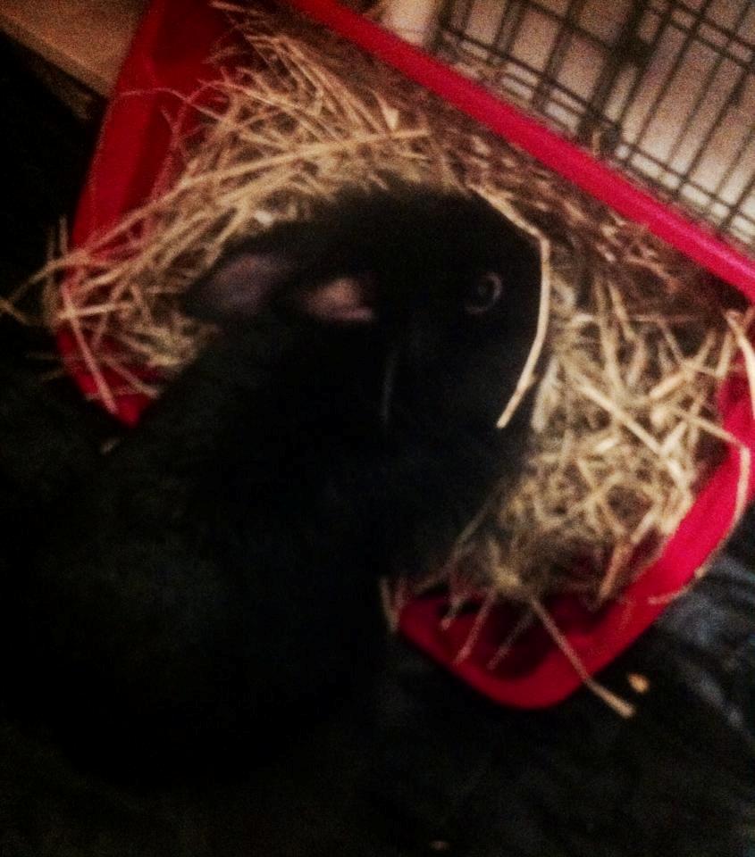 Kanin Ninka(ninu) billede 5