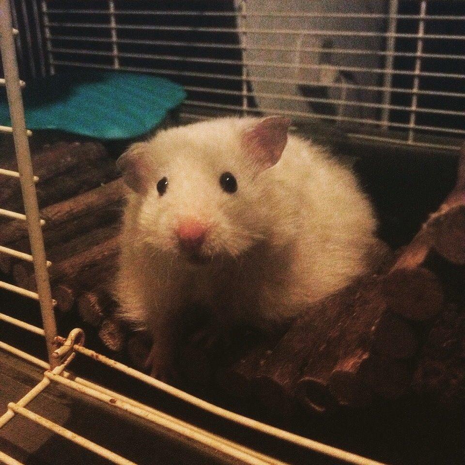 Hamster Prins Caspian *R.I.P.* billede 7