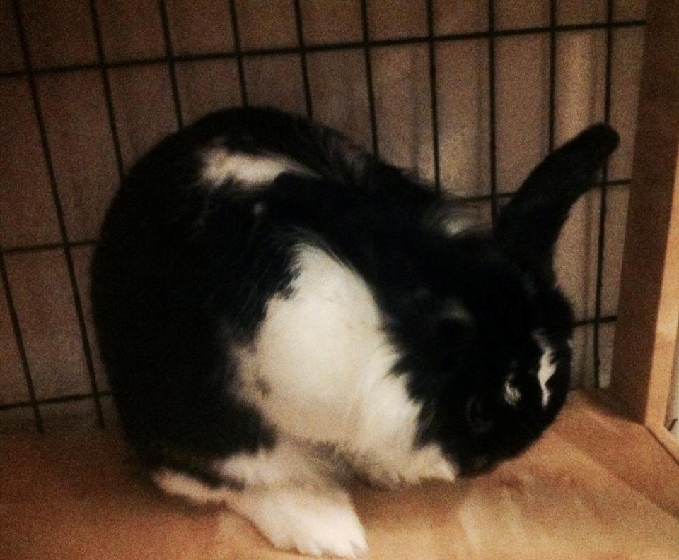 Kanin Banditi billede 16