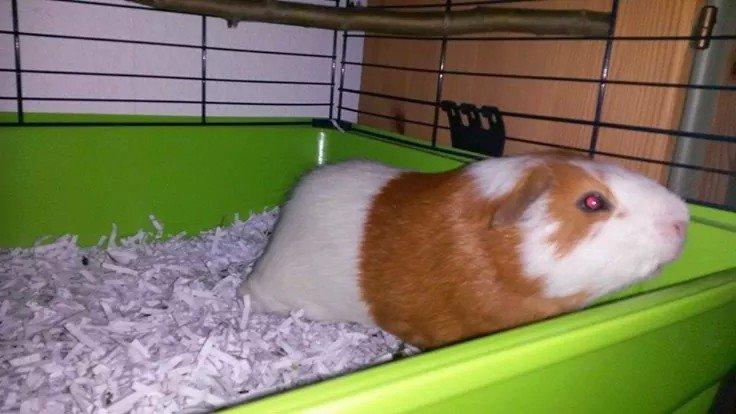 Marsvin Darvin Archemides billede 4