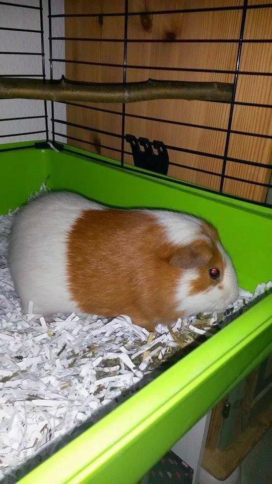 Marsvin Darvin Archemides billede 3