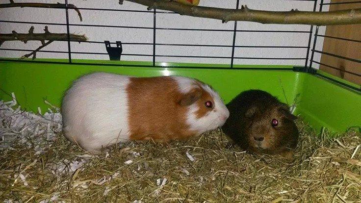 Marsvin Darvin Archemides billede 5