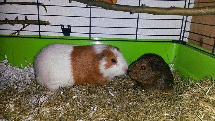 Marsvin Darvin Archemides billede 6