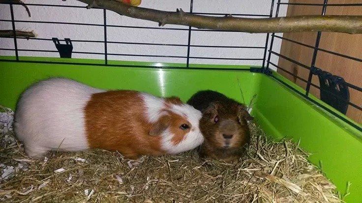 Marsvin Darvin Archemides billede 7