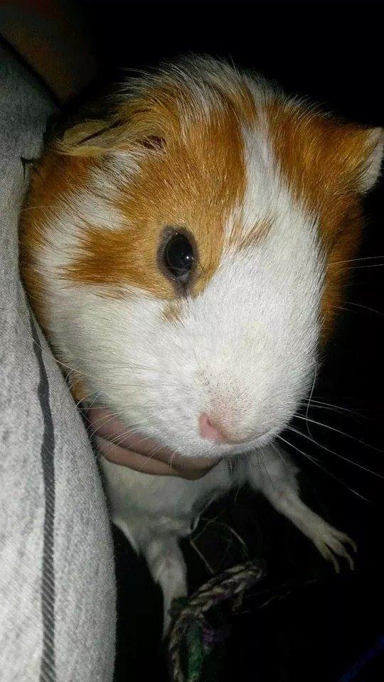 Marsvin Darvin Archemides billede 2