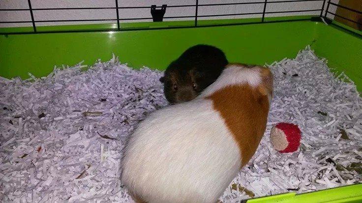 Marsvin Darvin Archemides billede 8