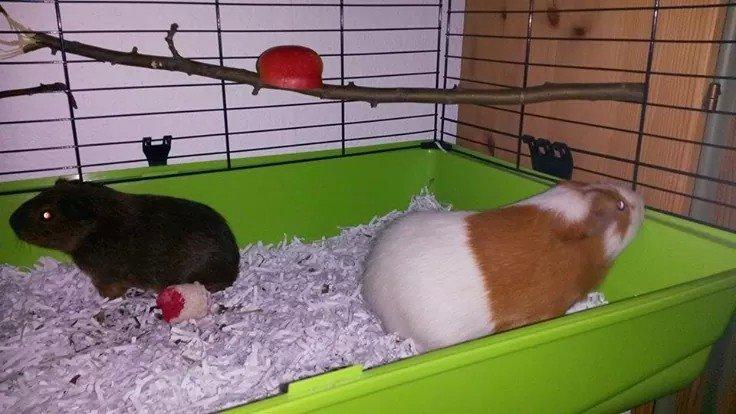 Marsvin Darvin Archemides billede 9