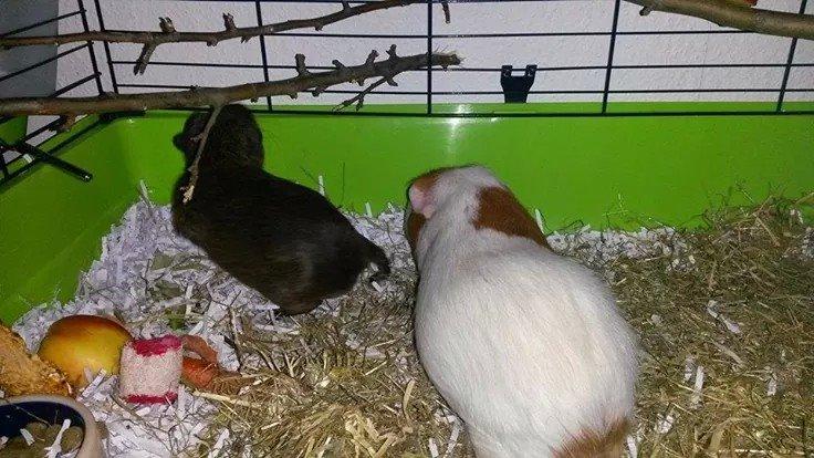 Marsvin Darvin Archemides billede 10