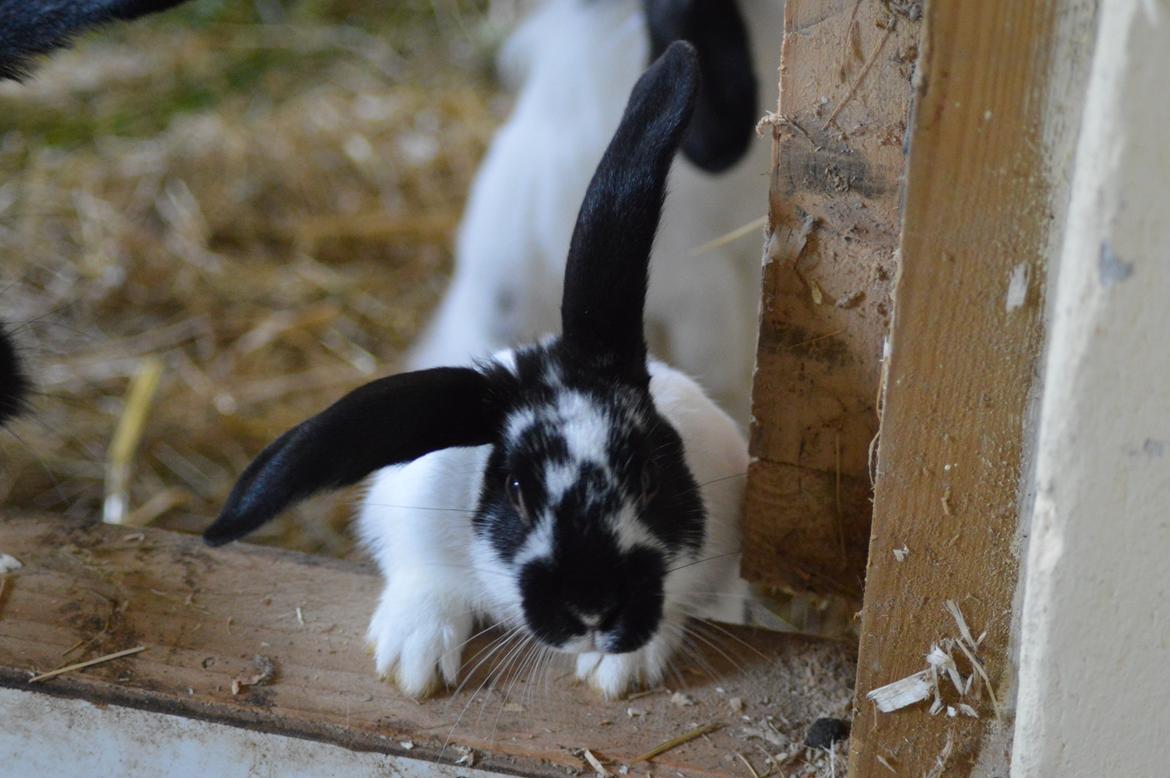 Kanin Vimse aka. "Nullerungen" - oktober 2014 billede 13