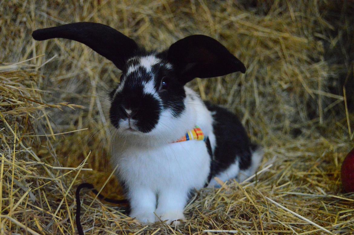 Kanin Vimse aka. "Nullerungen" - oktober 2014 billede 9