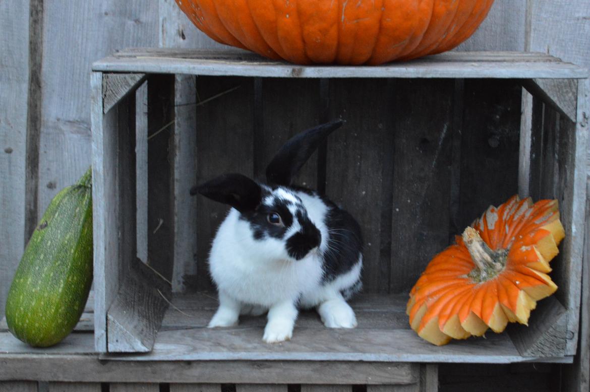 Kanin Vimse aka. "Nullerungen" - oktober 2014 billede 7