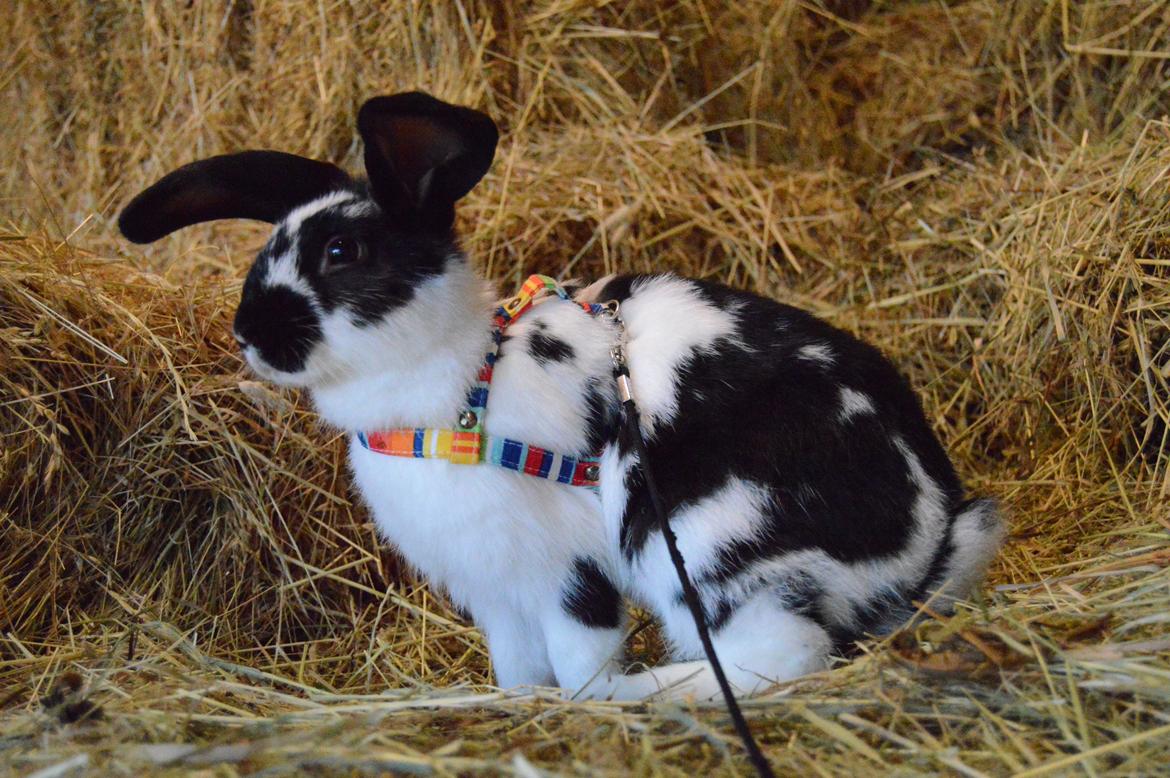 Kanin Vimse aka. "Nullerungen" - oktober 2014 billede 3
