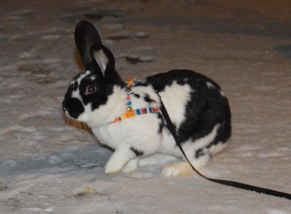 Kanin Vimse aka. "Nullerungen" - december 2014 billede 4