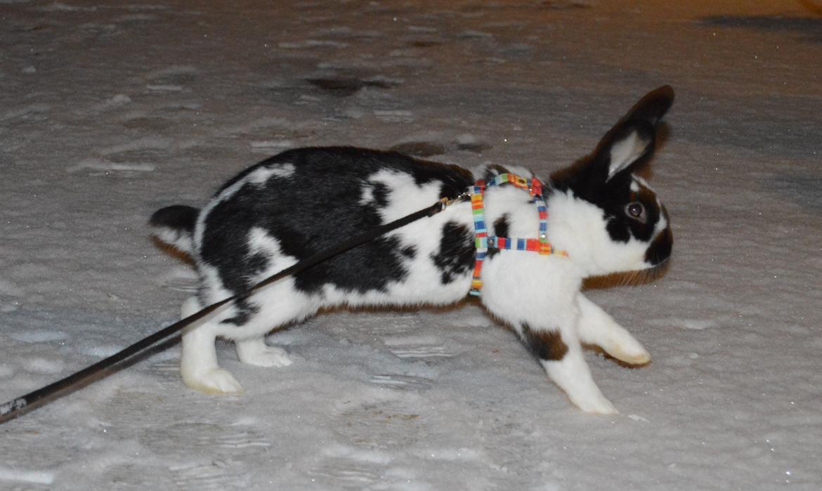 Kanin Vimse aka. "Nullerungen" - december 2014 billede 6