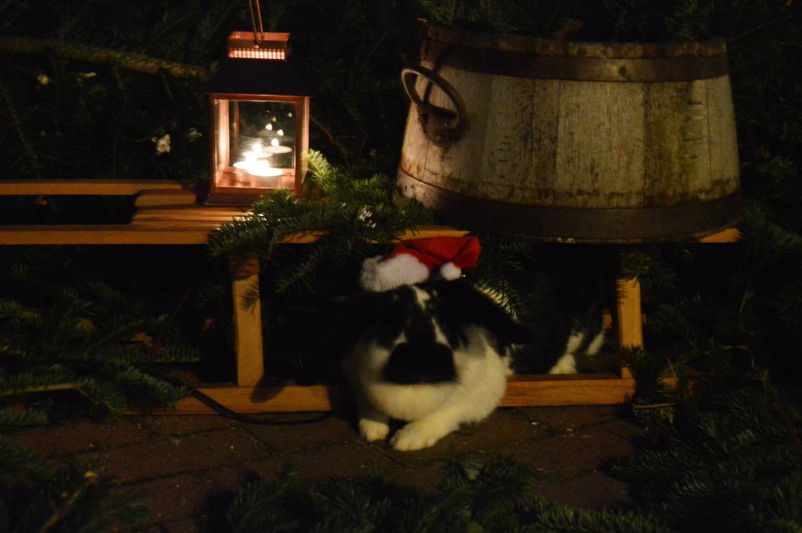 Kanin Tulle - december 2014 billede 4