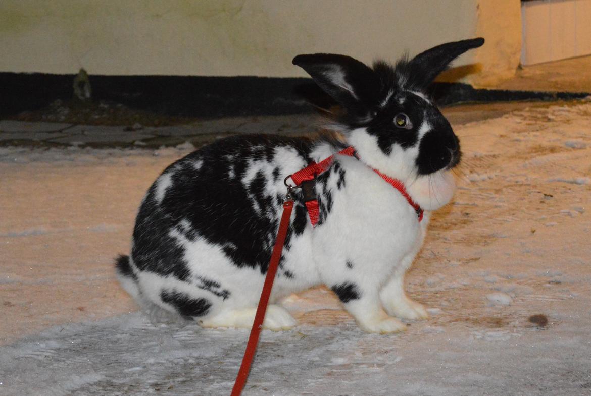 Kanin Tulle - december 2014 billede 3