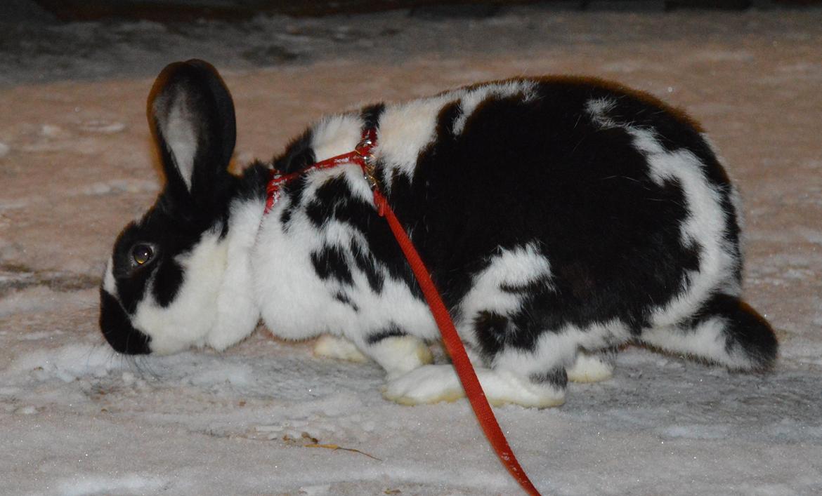 Kanin Nuller - december 2014 billede 5