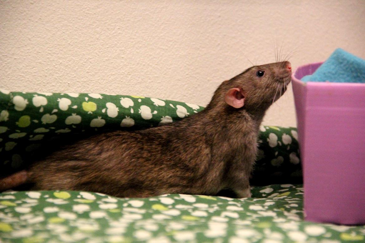 Tamrotte Boris billede 8