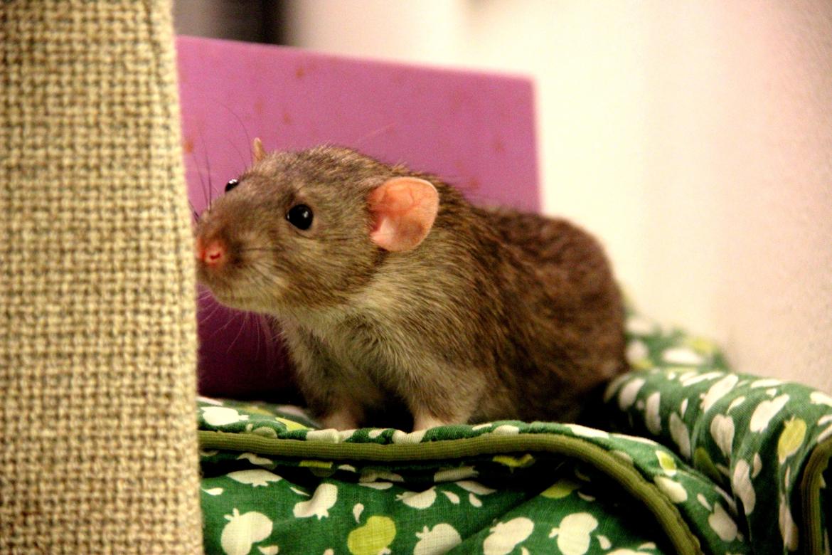 Tamrotte Boris billede 6