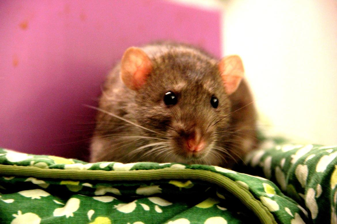 Tamrotte Boris billede 3