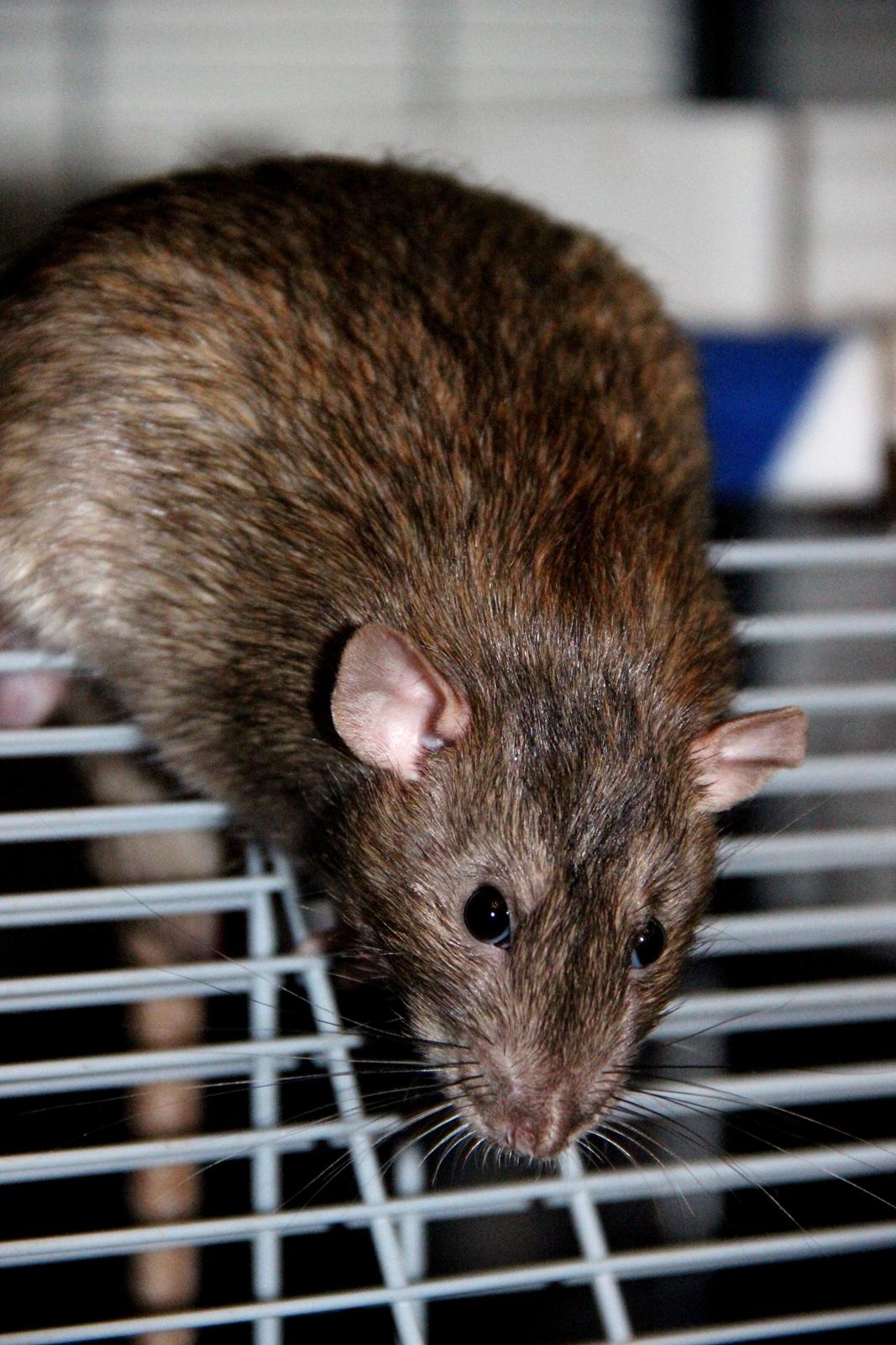 Tamrotte Boris billede 4