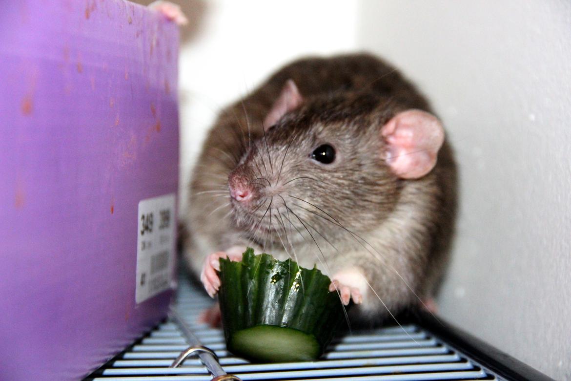 Tamrotte Boris billede 5