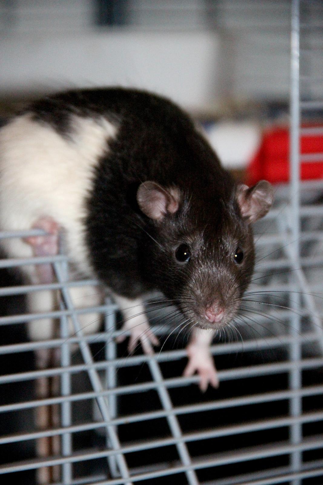 Tamrotte Eddie billede 2