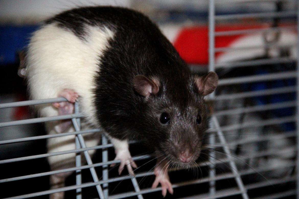 Tamrotte Eddie billede 7