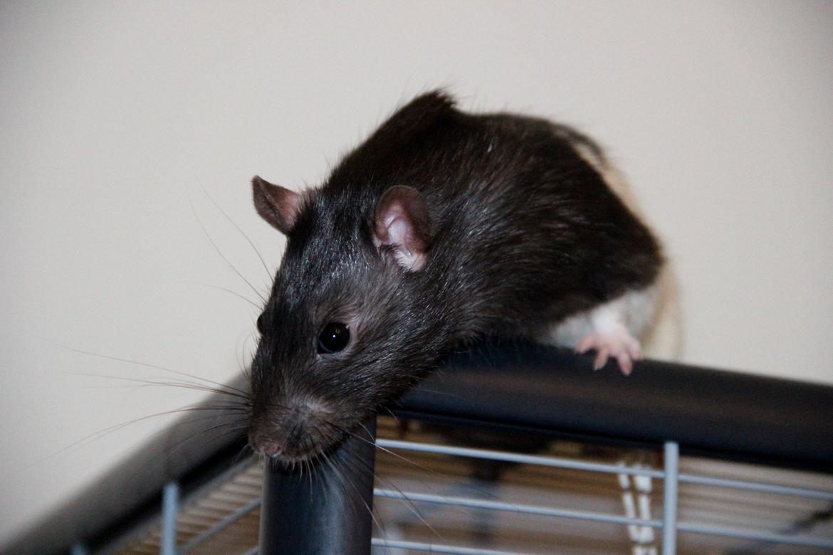 Tamrotte Eddie billede 3