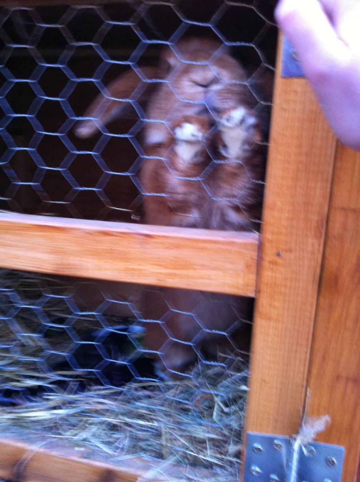 Kanin Frederik billede 6