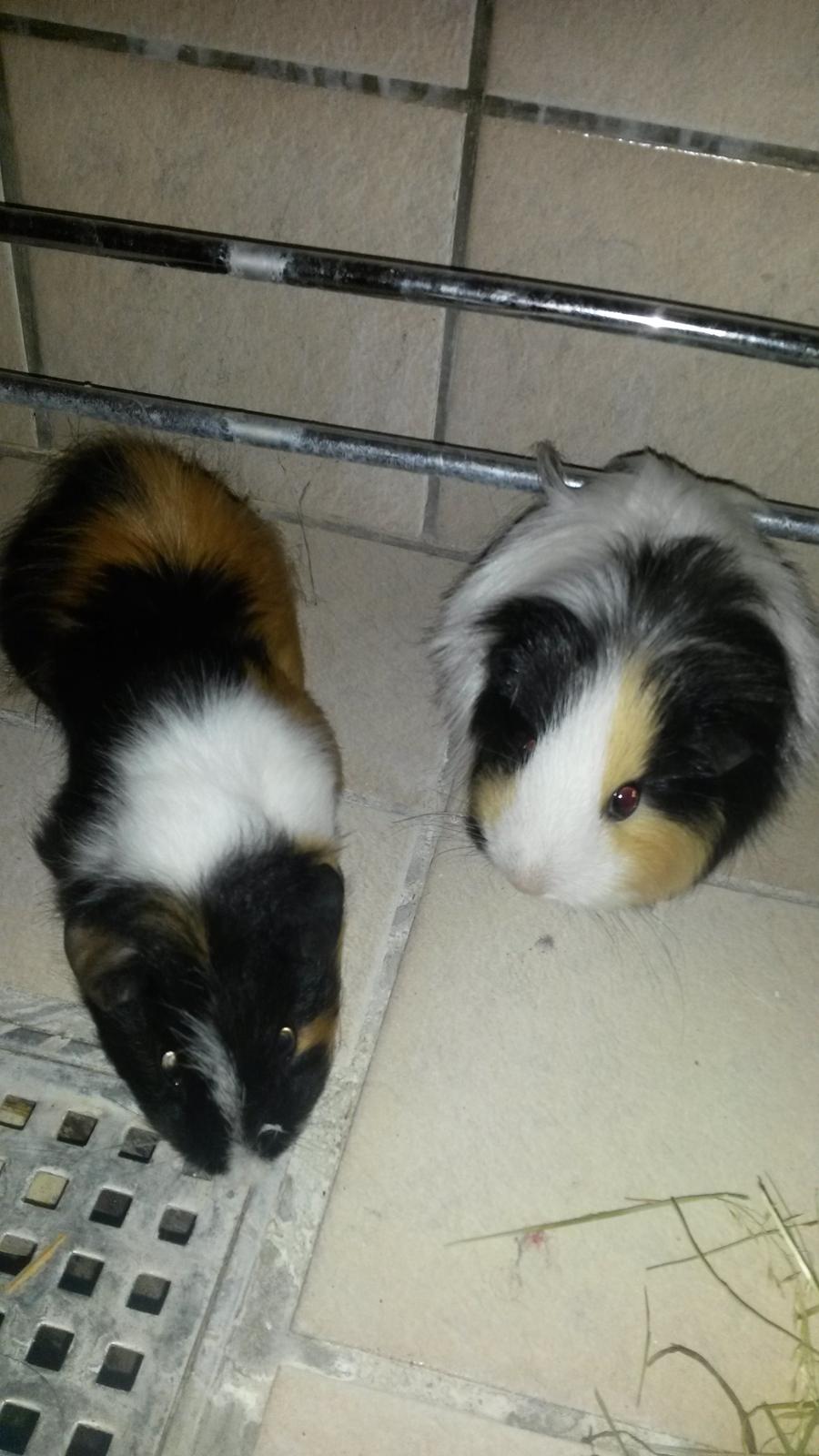 Marsvin Galilea (Gaia) billede 1