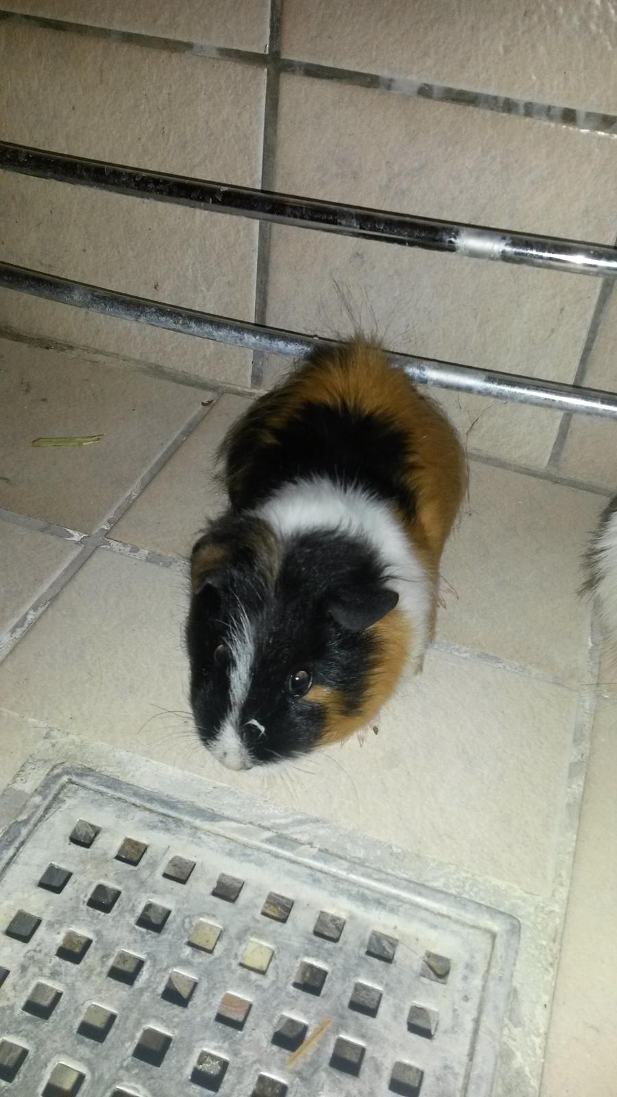 Marsvin Galilea (Gaia) billede 2