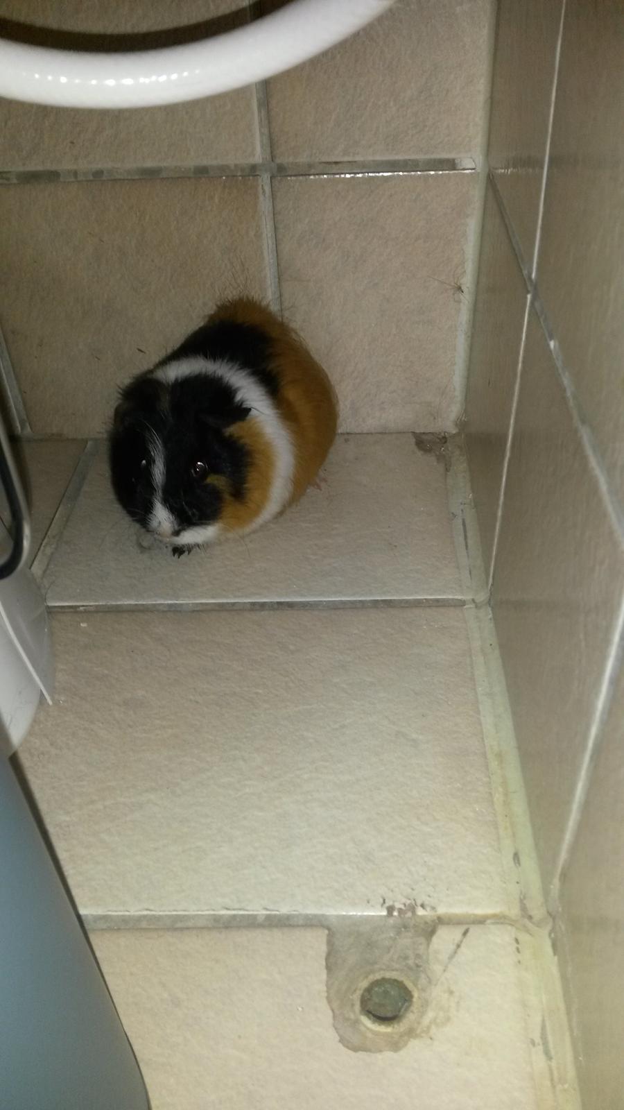 Marsvin Galilea (Gaia) billede 3