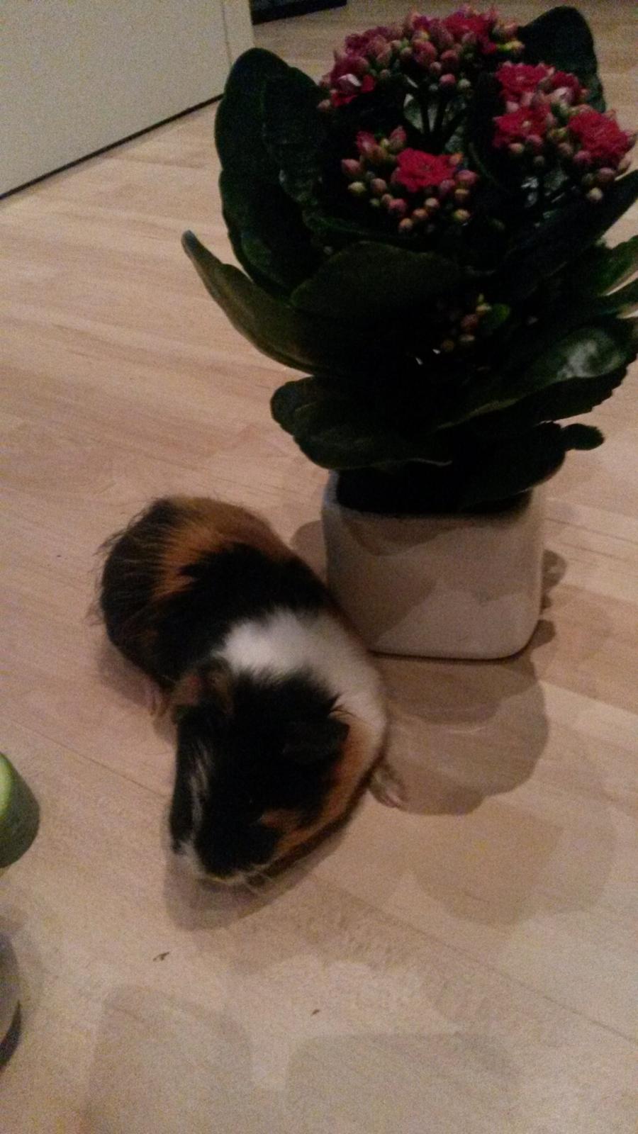 Marsvin Galilea (Gaia) billede 5