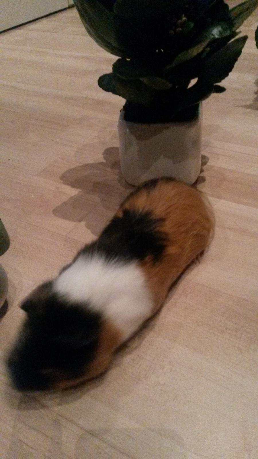 Marsvin Galilea (Gaia) billede 6