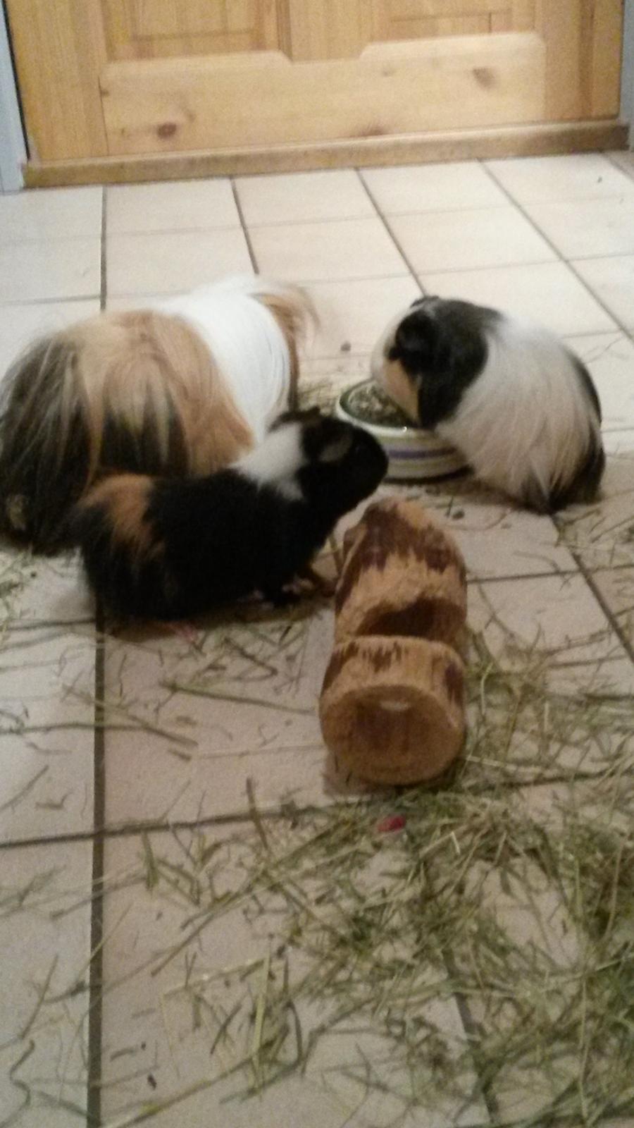 Marsvin Galilea (Gaia) billede 4