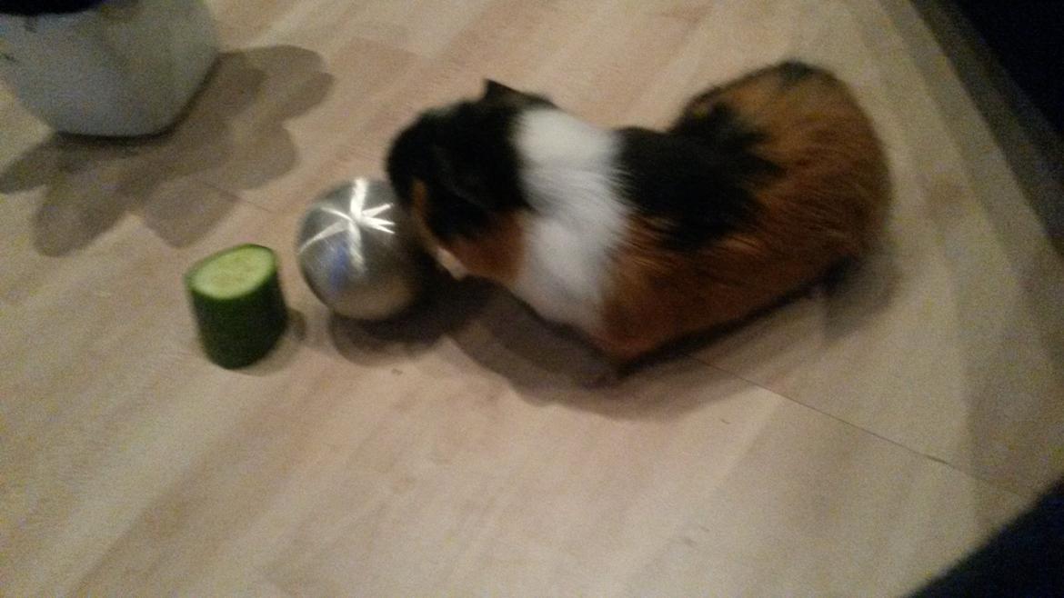 Marsvin Galilea (Gaia) billede 7