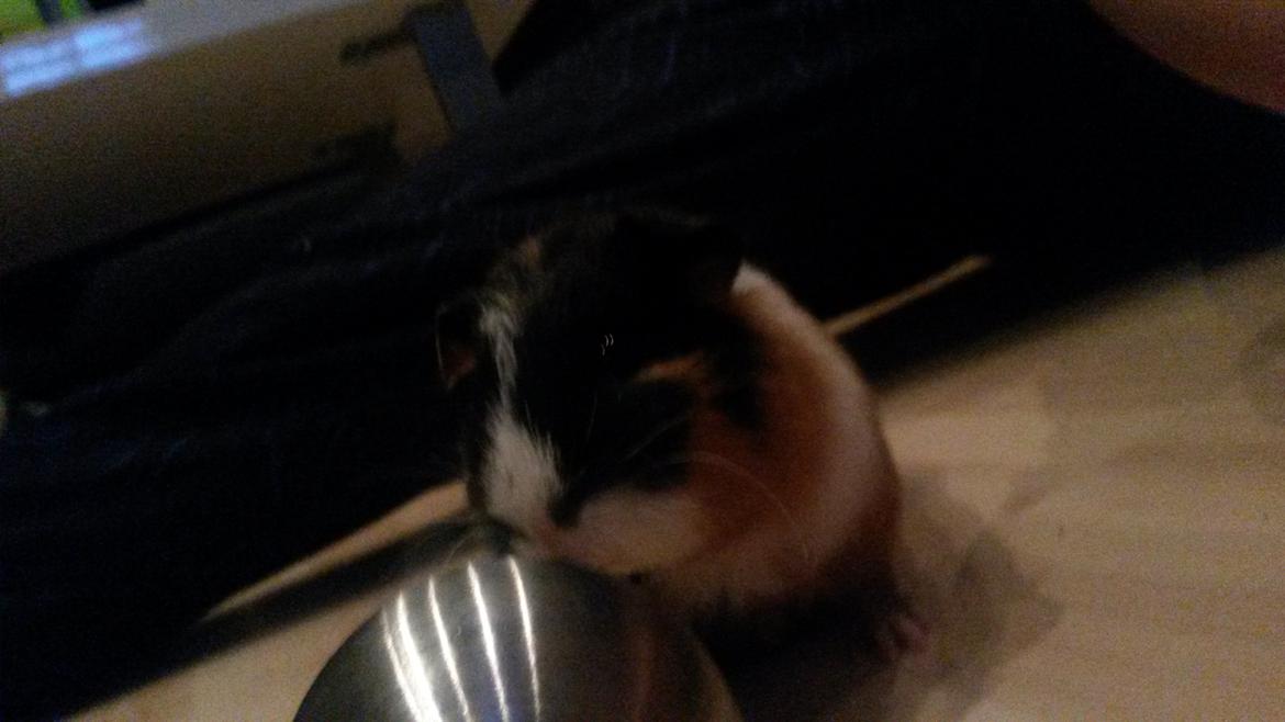 Marsvin Galilea (Gaia) billede 9