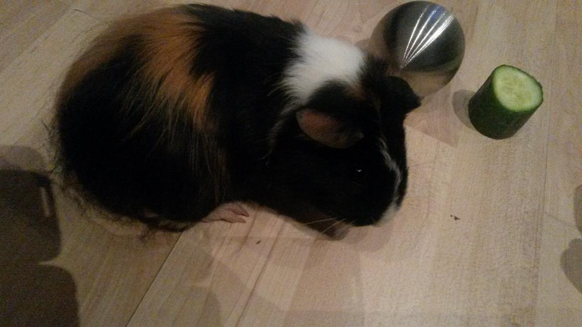 Marsvin Galilea (Gaia) billede 10