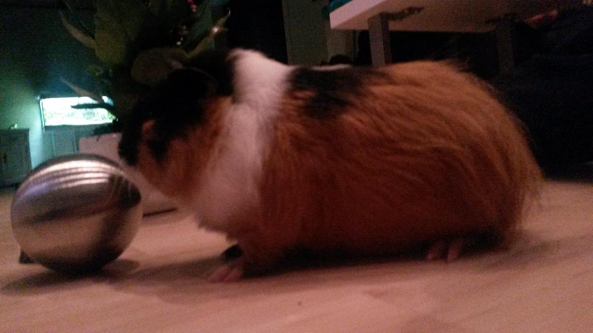 Marsvin Galilea (Gaia) billede 8