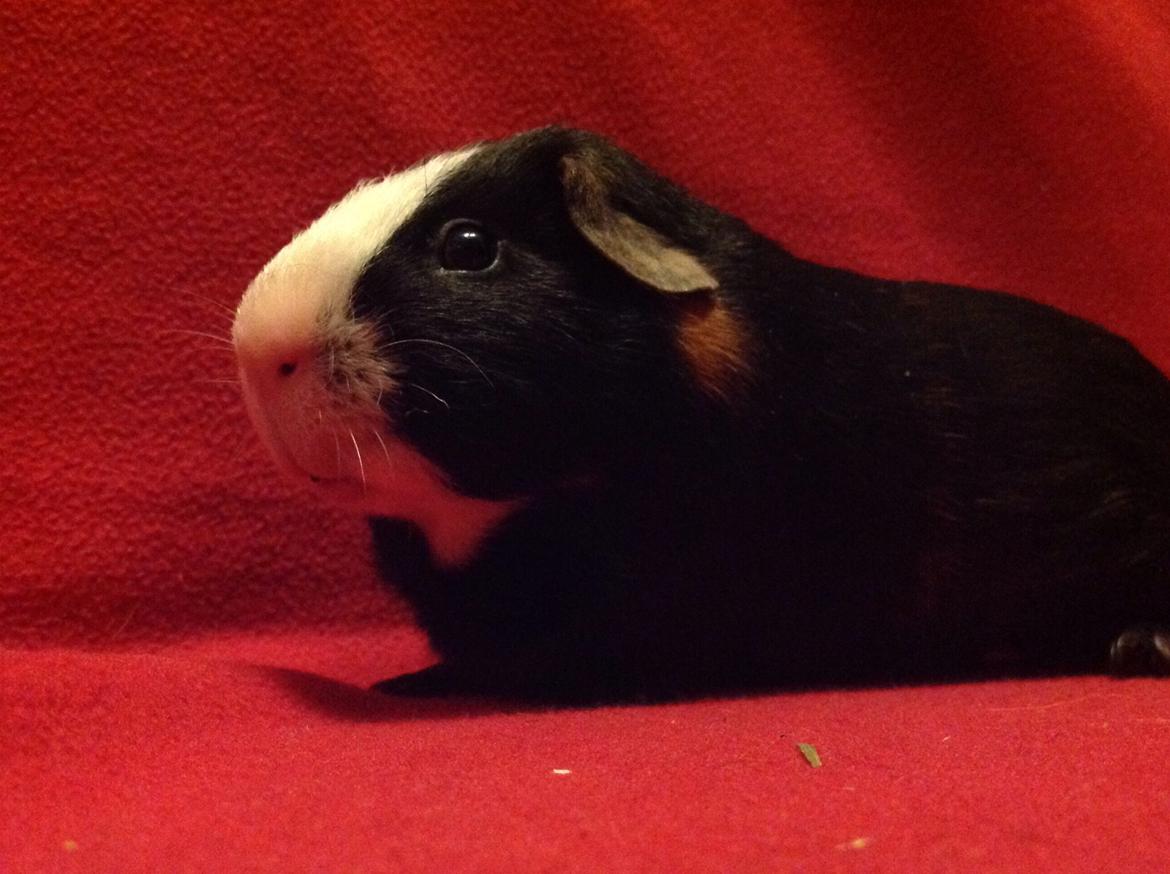 Marsvin Gizmos Speedy billede 1