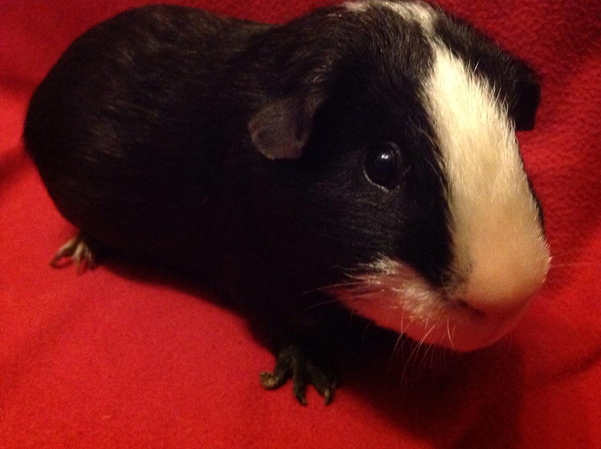 Marsvin Gizmos Speedy billede 2