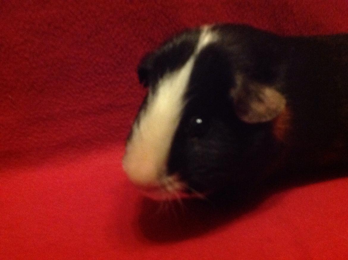 Marsvin Gizmos Speedy billede 3