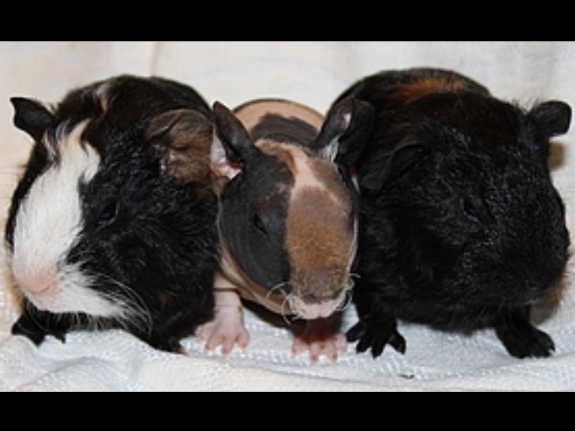 Marsvin Gizmos Speedy billede 4