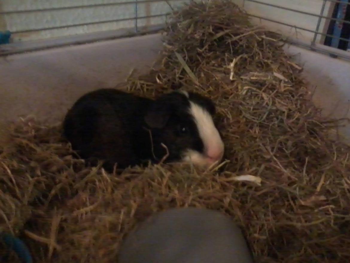 Marsvin Gizmos Speedy billede 5