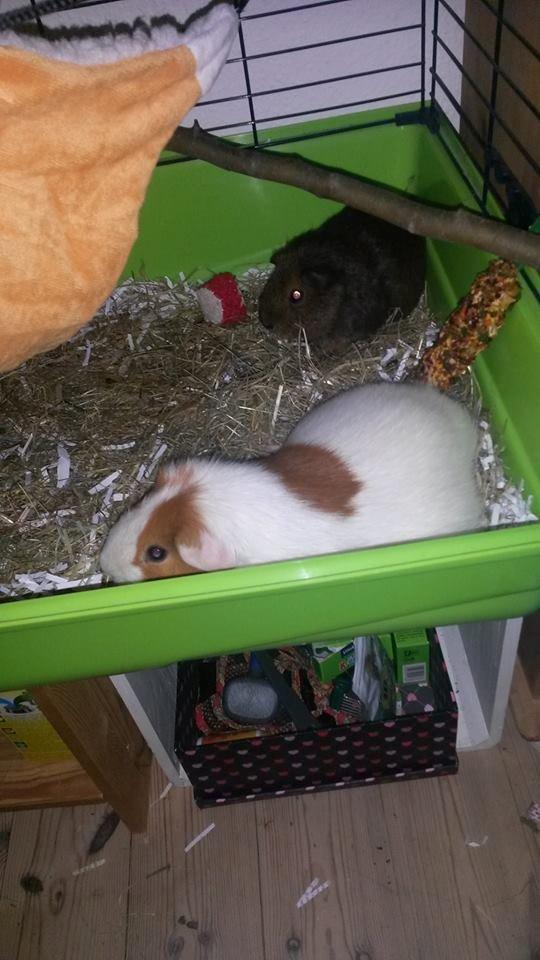 Marsvin Darvin Archemides billede 12