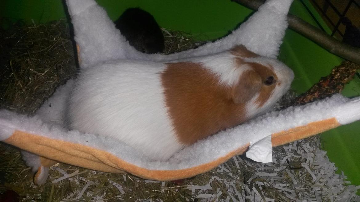 Marsvin Darvin Archemides billede 14