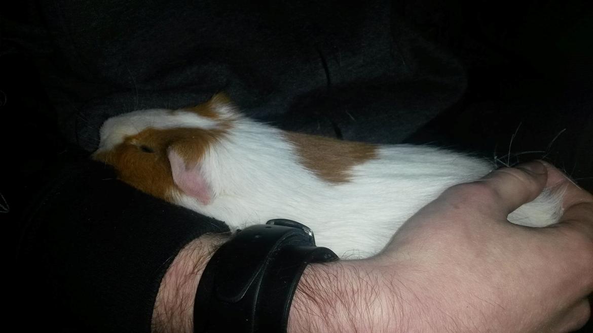 Marsvin Darvin Archemides billede 15